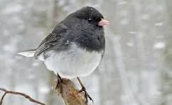 Snowbird - Junco