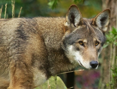 Red Wolf Head Shoulders Looking